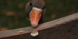 Autumn_in_St._James_Park_-_London_(4047212303)