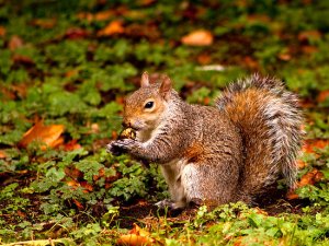 work-4285961-2-flat550x550075f-grey-squirrel-st-james-park-london-autumn